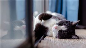 ▲看睡姿也能看到信任度（圖／Pixabay）