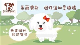 ▲馬爾濟斯（圖／愛你寵物網loveupets）