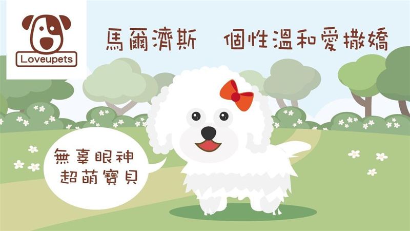 小隻犬馬爾濟斯 對牠了解有多少？