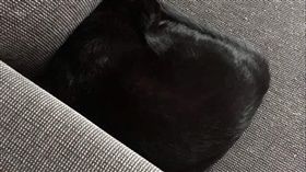 別坐！這軟墊不一樣！網近看笑翻：坐上去牠會記你一輩子…