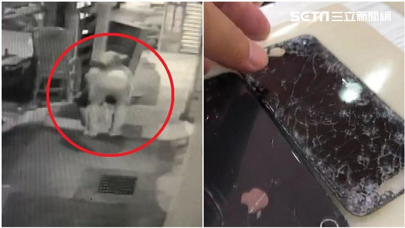 愛瘋被丟水溝！失主哭這句遭網嗆爆