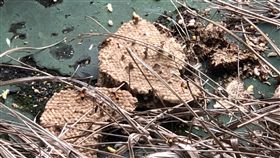 快訊／北市瑠公國中蜂巢墜落　螫傷4學童