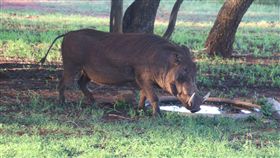 森林打獵驚現黑影！獵人「把爸爸當豬」開槍　他腹部中彈亡（圖／翻攝自Pexels）