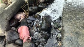 嘉義赤蘭溪發現2死豬　初步排除非洲豬瘟（3）嘉義縣赤蘭溪與中庄大排交匯處消波塊8月31日發現3隻豬，2隻已死亡，另1隻尚有氣息，嘉義縣家畜疾病防治所表示，應為日前嘉義降滂沱大雨導致臨近豬場豬隻流失，解剖並無明顯特殊病變，初步排除非洲豬瘟疑慮。（嘉義縣家畜所提供）中央社記者黃國芳傳真　108年9月1日