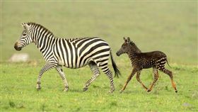 好像斑比！這斑馬「天生沒條紋」！專家曝背後真相…賺熱淚