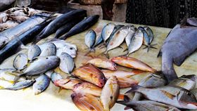 市場,大陸,廣東,東莞,魚,魚鰭,刺傷,魚刺,細菌,截肢,感染,Vibrio vulnificus,創傷弧菌,海洋弧菌 圖／翻攝自Pixabay https://parg.co/imr