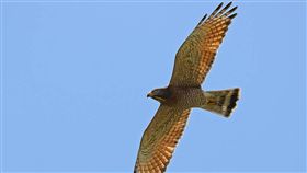 業配、廠商提供、勿用