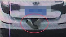 腳,雞,大陸,江蘇,通氣,阻隔,屍體,後車箱,攔查,交警,警察,攔截　圖／翻攝自微博