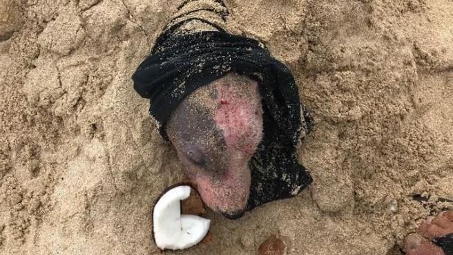 狗遭活埋體無完膚！經愛照顧奇蹟回復