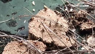 蜂窩掉落螫傷學生　校控摘除蜂窩怠慢