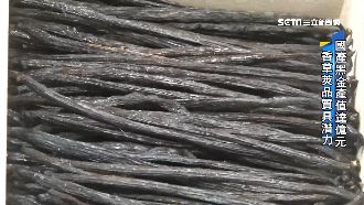 黑金產值達億　香草莢品質世界第一等