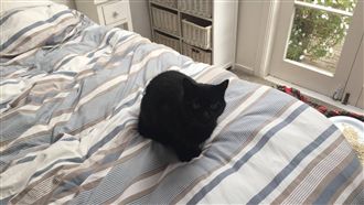 貓咪異常關房餵藥！5天後正牌突現身