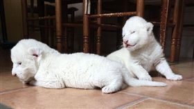 白獅,翻攝自臉書