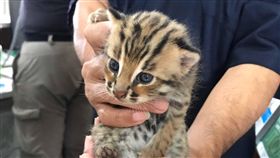 2隻石虎寶寶困水溝  男眼尖撿獲送安置（1）2隻小石虎疑與媽媽走失，23日困在公館鄉某處水溝，野狗對牠們狂吠，男子發現伸手援救，從耳朵圓弧狀研判應該是石虎，送特生中心照料。（翻攝照片）中央社記者管瑞平傳真  108年9月24日