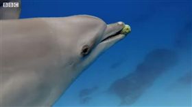 海豚不止自慰還「吸毒」！間諜河豚曝真相…嗨爆影片曝光（圖／翻攝自BBC Earth YouTube）