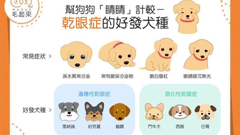 狗也有乾眼症？這些狗特別容易罹患！