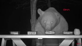 熊偷吃蜂蜜,翻攝自YT