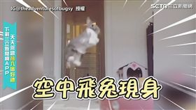 萌兔為吃早餐騰空雙腳飛高高　堅定眼神展露必吃決心