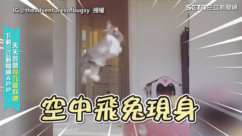 萌兔為吃早餐　騰空雙腳飛高高