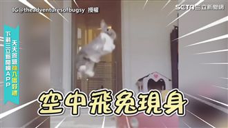 萌兔為吃早餐　騰空雙腳飛高高