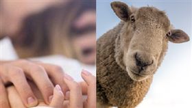 啪啪,羊,咩咩叫,隔壁,隔音(翻攝自Pixabay)