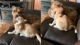 狗狗舔貓毛。（圖／翻攝自Jami Michelle fb）