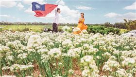 桃園大溪韭菜花田(IG @stanley_pic提供)