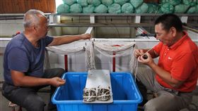 陽澄湖大閘蟹  師傅示範綁蟹巴城陽澄湖紫珍養殖場內，師傅示範手口並用、把撈出養殖池塘的大閘蟹一個個用棉線綁住。中央社記者張淑伶昆山攝  108年9月24日