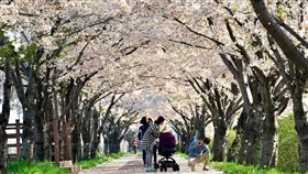 ▲遊輪賞櫻（圖／日韓觀光公社提供）