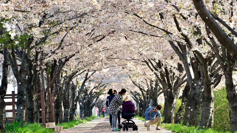 遊輪賞櫻趣！日韓三大賞櫻路線大公開