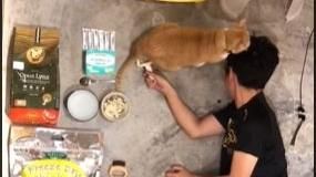 拍貓咪開箱文　慘被喵星人「狂巴頭」