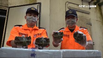 金門查獲走私大閘蟹　3千多隻全銷毀