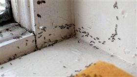 -螞蟻-（圖／攝影者Ross Catrow, flickr CC License）https://www.flickr.com/photos/maxpower/3836819100/