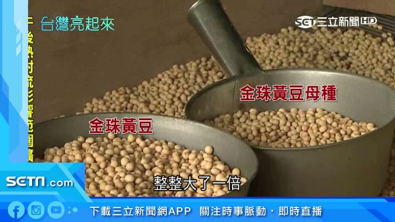 台灣大豆99%進口　她復耕金珠成功