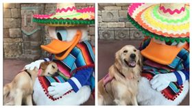 治療犬,唐老鴨,迪士尼,充電,融化（圖／翻攝自helperdognala IG）