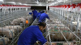 非洲豬瘟重創養豬業  中國推新規保供穩價非洲豬瘟重創養豬業並導致豬肉價格暴漲，中國國務院辦公廳3日發布意見，提出多項措施要求「保供穩價」，切實提高生豬產能。圖為廣西橫縣的養豬場。（中新社資料照片）中央社  108年7月4日