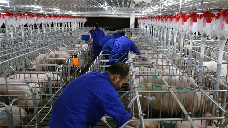 甘肅又現豬瘟　年內中國通報14起