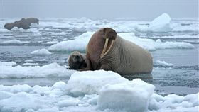 ▲海象示意圖。（圖／翻攝自pixabay）
https://pixabay.com/photos/bull-walrus-cow-ice-snow-cold-1030287/