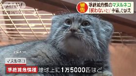 日別養兔猻1700