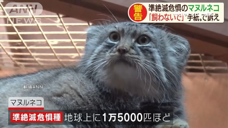 瀕危兔猻成網紅　動物園疾呼別亂養