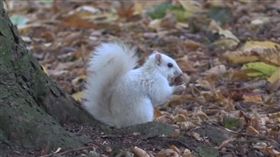 （圖／翻攝自Andrew Fulton YouTube）白松鼠