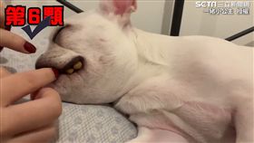 睡超沉！法鬥遭主人狂塞飼料　起床呆萌反應笑倒眾人