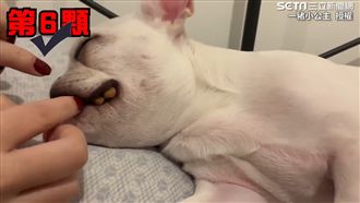 法鬥遭主人狂塞飼料　起床反應笑翻網