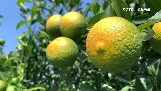竹縣柑橘「日燒」提早黃　農民苦了！