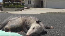 負鼠媽媽身體僵直地躺在烈日下一動也不動。