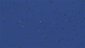 屏東,墾丁,赤腹鷹,過境,數量,破紀錄(圖/蔡乙榮提供)中央社