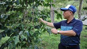 花蓮縣,富里鄉,咖啡樹,松鼠,搶先嚐(圖/中央社)