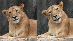 日本,動物園,母獅,微笑。(圖/翻攝自推特)