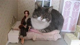 （１６：９）貓咪,娃娃屋,入侵,巨大,推特（圖／翻攝自@tammy_morinaga推特）