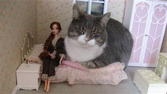 喵星人入侵娃娃屋　超巨大體型塞滿滿